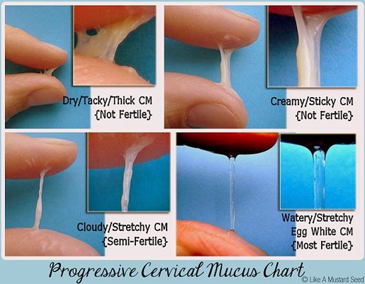 cervical-mucus-pattern.jpg