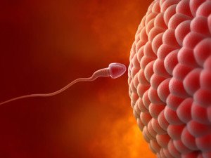 sperm and egg, Unexplained Infertility Causes, common causes of unexplained infertility
