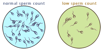 Sperm count, improve the sperm count, ideal sperm count, sperm count is low, low sperm count and getting pregnant