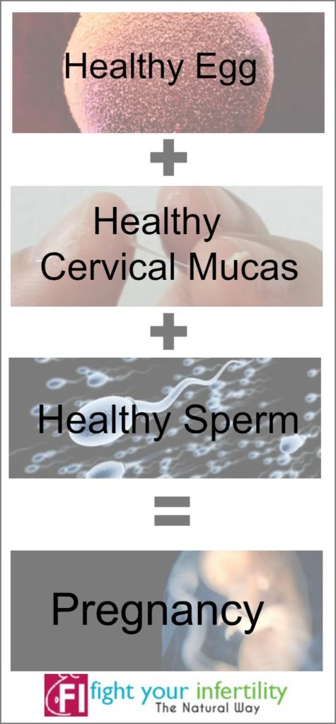 the formula for conception