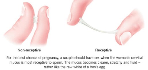 Conception sperm live
