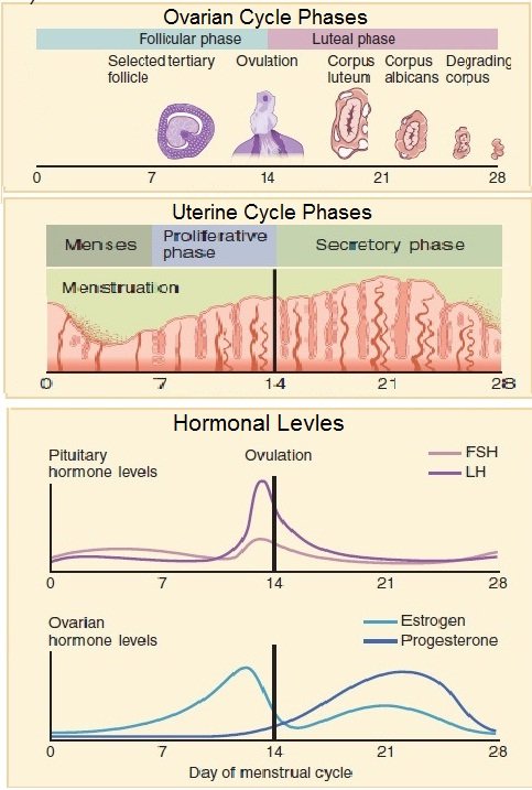 Hormonal levels during ovulation