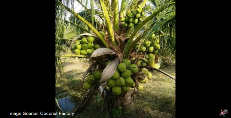 ONE insight from a coconut farmer can protect your fertility - Fight ...